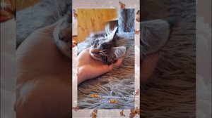 😻Кошечка мейн-кун Ириска😻 #мейнкун #екатеринбург #котята #уралмаш #питомникislandcat