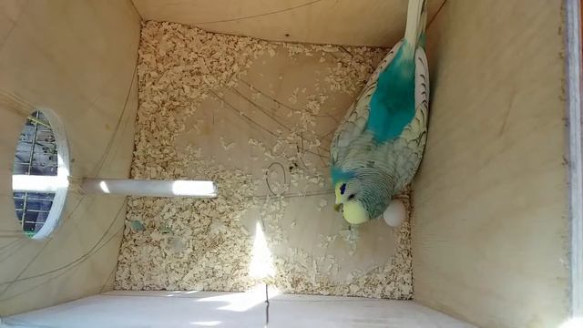 Первые дни высиживания яиц волнистых попугаев. 2 яйца. Размножение волнистых попугаев. смотреть онлайн