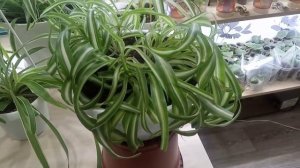 Комнатные Растения. Моя Коллекция Хлорофитумов. 25 Мая
