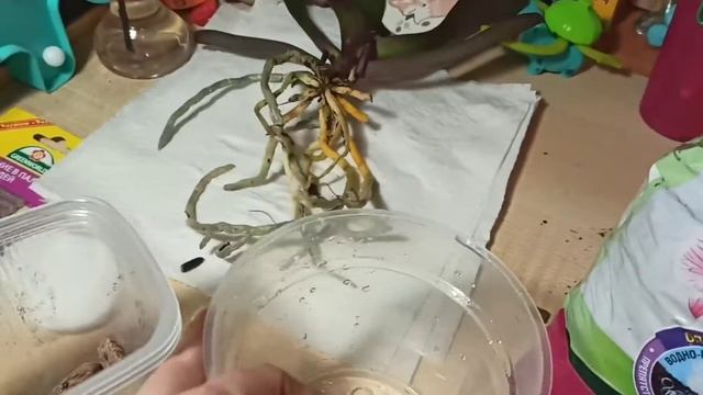 Орхидеи по уценке стоит ли покупать и что с ними делать часть #2 смотреть онлайн