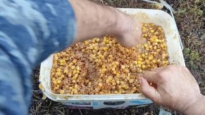 Осенняя прикормка для карпа и амура на реке.