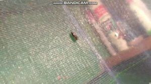 ЧЕРНАЯ ЛЬВИНКА!!!, весь цикл развития.