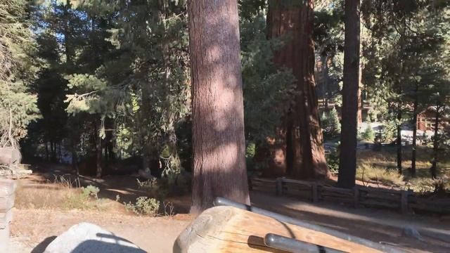 НАЦИОНАЛЬНЫЙ ПАРК СЕКВОЙЯ. ЖИВЕМ В МАШИНЕ. САМЫЕ БОЛЬШИЕ ДЕРЕВЬЯ В МИРЕ! смотреть онлайн