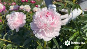 Sarah Bernhardt peony. Сара Бернар пион. Пулков сад