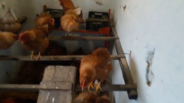 Курятник Зимой без Отопления//Как часто чистить курятник