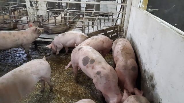//Какую породу Свиней я выращиваю, и как кормлю и почему так// смотреть онлайн