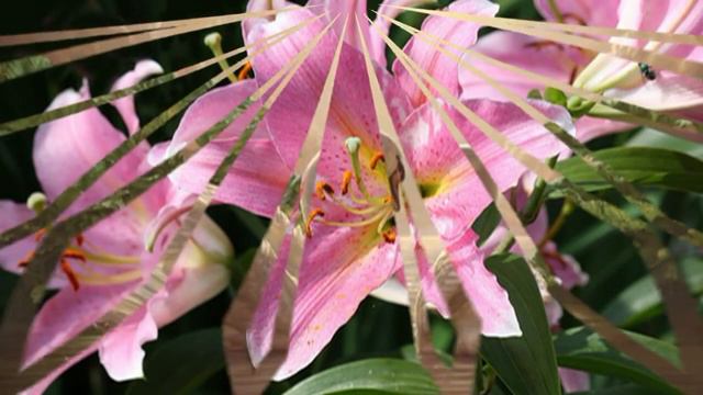 Катя Огонек 'Милый, любимый, единственный' =СЛАЙД КЛИП= смотреть онлайн