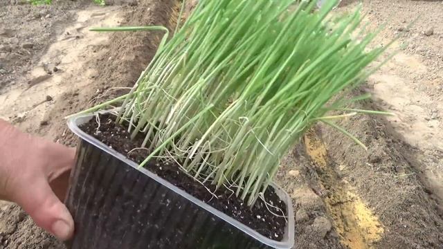 Посев лука чернушки для однолетнего выращивания лука репки. Сорта лука для выращивания за один сезо