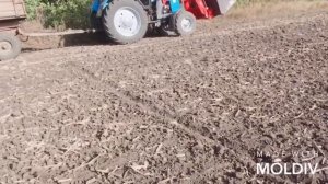 Посев пшеницы ?