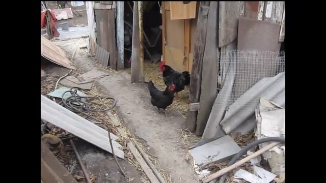 Обзор клеток для перепелов смотреть онлайн