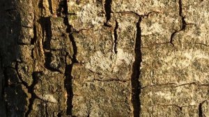 Sweet Chestnut (Castanea sativa) - bark close up - February 2018