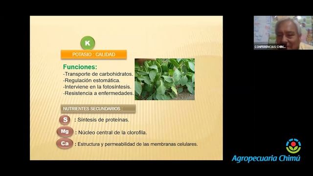 BENEFICIOS YARA MILA COMPLEX смотреть онлайн