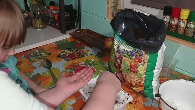 Посадка земляники на рассаду/посадка лаванды на рассаду/обзор семян/strawberries /lavender