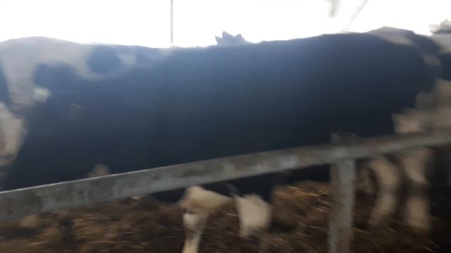 Легнула Нетель во время отбора напродажу. Netel laid down during the selection for sale. смотреть онлайн