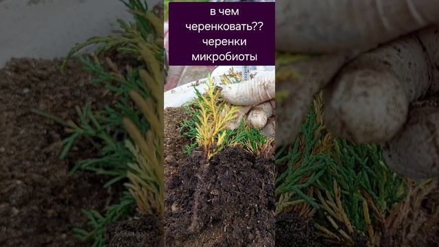 В чем черенковать туи, делайте правильно