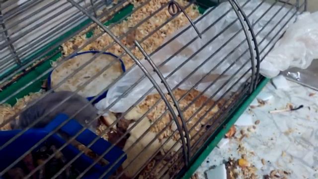 Ржач, шустрый хомяк приколист перетаскивает кулек себе в клетку. смотреть онлайн