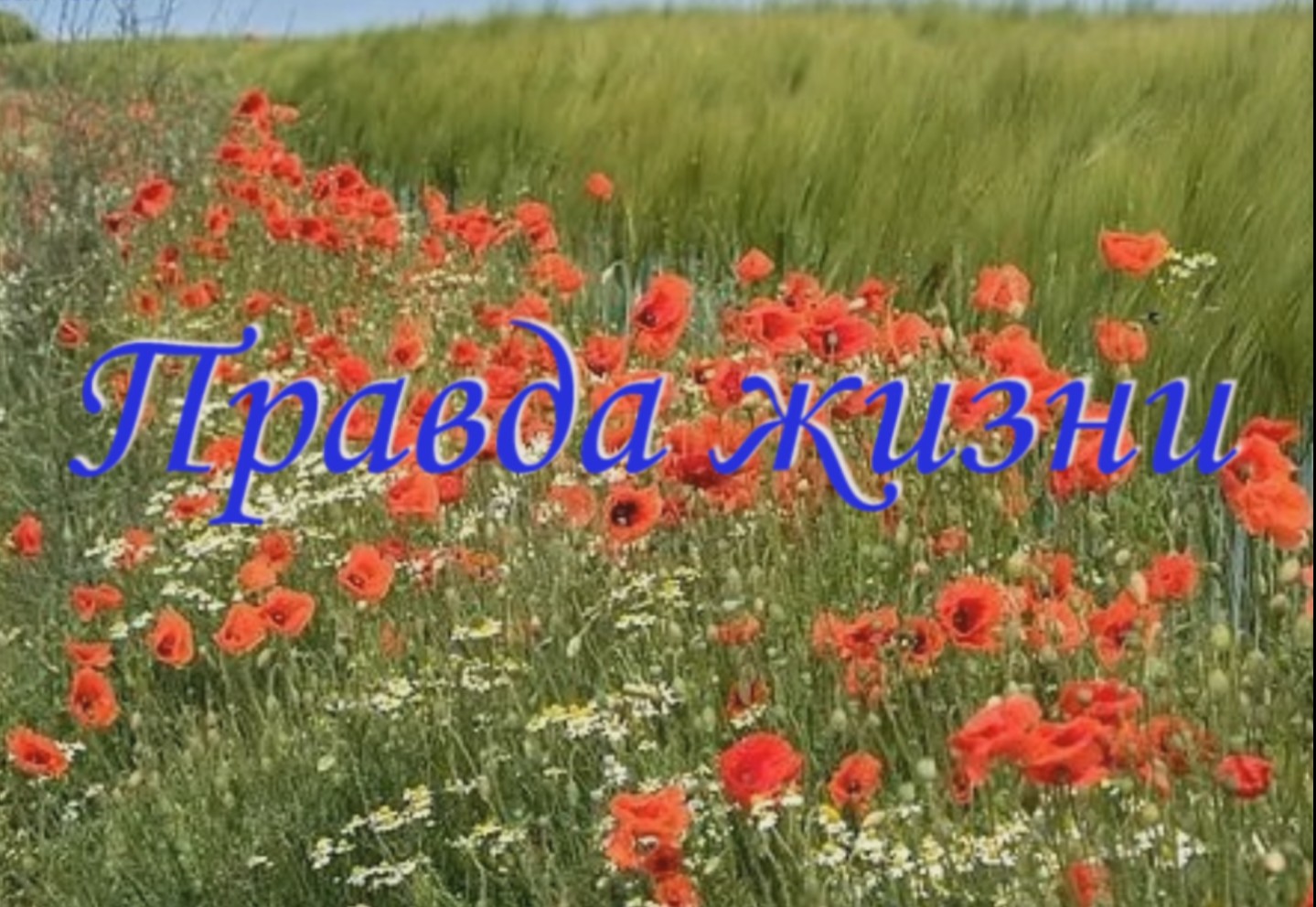 Притча "Правда жизни". смотреть онлайн