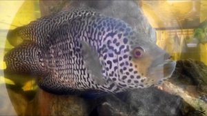 Манагуанская цихлазома - Parachromis managuensis