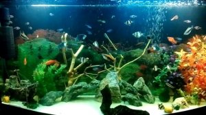 Мой аквариум на 100 литров!