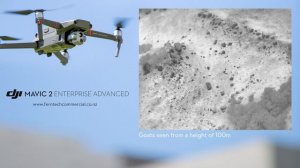 DJI Mavic 2 Enterprise Advanced Thermal Hunting Footage | Ferntech New Zealand