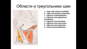 Мышцы шеи. Фасции шеи. Топография шеи