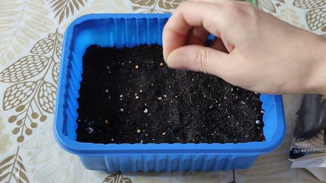 Какие семена БАКЛАЖАН я выбрала для посадки в 2023 году. Посев баклажан.