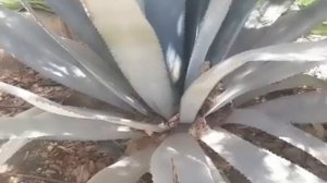 ИЗРАИЛЬ.Арад.Улицы Арада