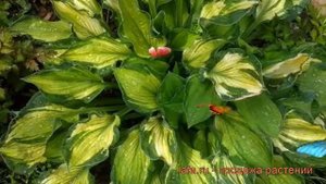 Хоста гибридная Шармон (hosta) ? гибридная хоста Шармон обзор: как сажать, рассада хосты Шармон