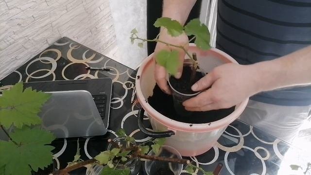 Высадка укоренившихся черенков винограда на доращивание!!!