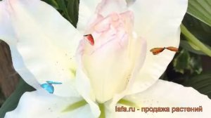 Лилия азиатская махровая (lilium asiatic snowboard) ? лилия обзор: как сажать луковицы лилии