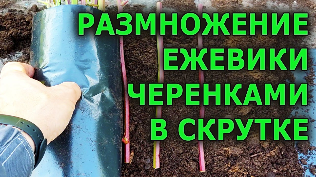 КАК РАЗМНОЖАТЬ ЕЖЕВИКУ СТЕБЛЕВЫМИ ЧЕРЕНКАМИ В СКРУТКЕ ОСЕНЬЮ