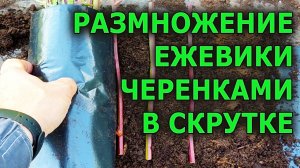 КАК РАЗМНОЖАТЬ ЕЖЕВИКУ СТЕБЛЕВЫМИ ЧЕРЕНКАМИ В СКРУТКЕ ОСЕНЬЮ