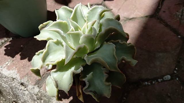 SUCCULENT PLANT NA NABITBIT KO 3 WEEKS AGO смотреть онлайн