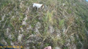БРЕТОНСКИЙ ЭПАНЬОЛЬ СЬЮЗИТ ( ДУСЯ) ОХОТА НА КУРОПАТКУ