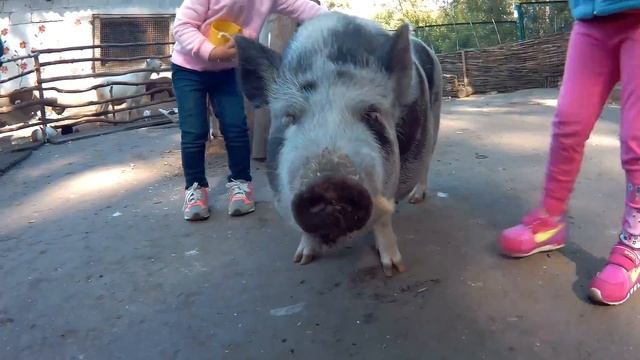 Мир животных и чай из самовара на дровах смотреть онлайн