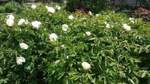 Древовидный пион . Буйное цветение.