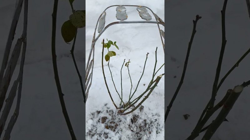 Обрезка и укрытие кустовыхроз на зиму. Цветы. Цветоводство.