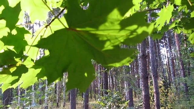 Клён....красиво и стёбно*байки грибника смотреть онлайн