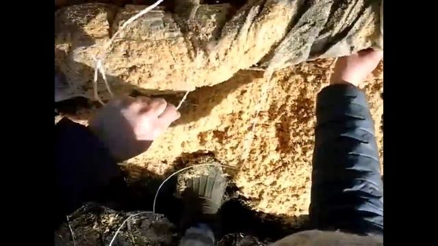 Укрытие ежевики на зиму