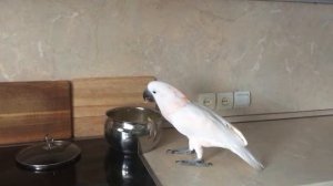 Молуккский какаду Рич голодный