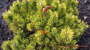 Сосна горная Офир (pinus mugo ophir) ? горная сосна Офир обзор: как сажать, саженцы сосны Офир