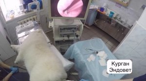 Эндоскопическое лечение недержания мочи у собаки через уретру  Курган  Эндовет
