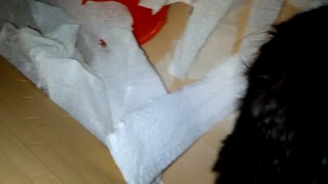 Где купить и как выбрать хомячка? смотреть онлайн