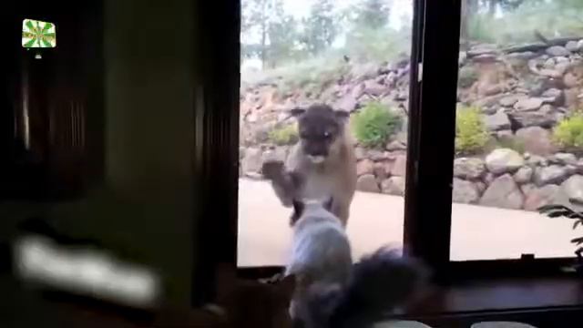 Кот играет с пауком смотреть онлайн