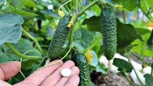 Огурцы не будут горчить если полить их этим! Горчат огурцы что делать?