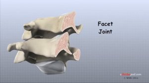 Cervical Spine Anatomy (eOrthopod)