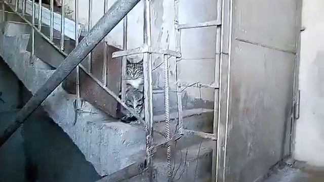 Беспородная кошка. Наташа Владимировна.