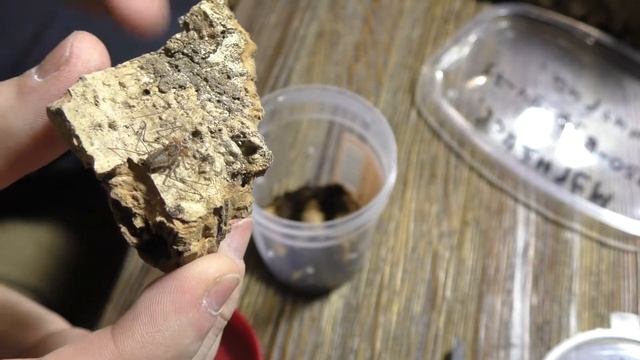 Паучья почта #3 (Фрины и нанду хроматус) смотреть онлайн