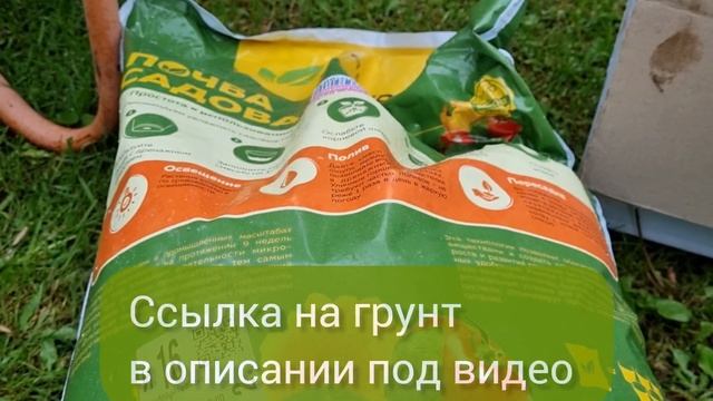 МНОГОЛЕТНИКИ  для выращивания в контейнерах.  ЧТО ПОСАДИТЬ,  чтобы  РЕЖЕ ПОЛИВАТЬ.