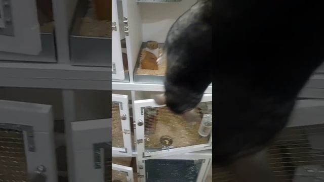 Покупаю дорогих шиншилл. Полигамное разведение.Клетка своими руками. Забавные шиншиллы.Ферма шиншил